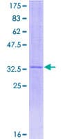 Human NNAT / Neuronatin Protein (Recombinant GST)