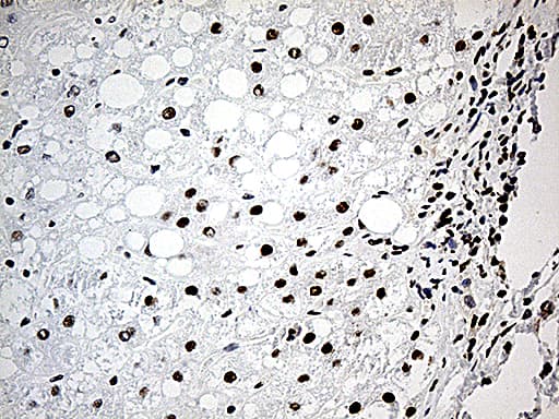 DDX39B / UAP56 Antibody (aa319-428, clone OTI2G7)