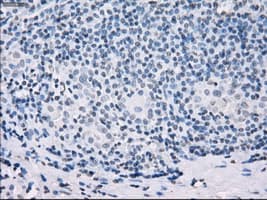 SSX2 Antibody (clone OTI4D10, Carrier-free)