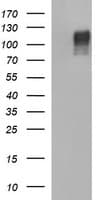 CD22 Antibody (clone OTI1F12)