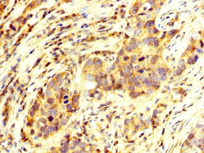 OTX2 Antibody
