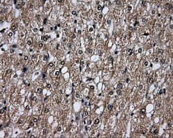 PLEK / Pleckstrin Antibody (clone OTI4F10, Carrier-free)