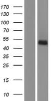 TMEM8B / NGX6 Protein (Over-Expression Lysate Myc-DDK (Flag))