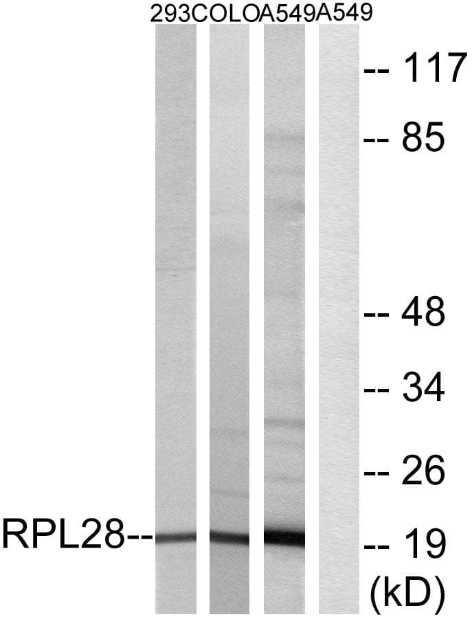 Polyclonal Rabbit anti-Human RPL28 / Ribosomal Protein L28 Antibody (WB)