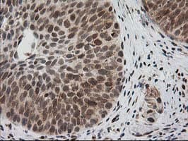 ERCC4 / XPF Antibody (clone OTI4E11)