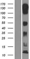 MAP3K11 / MLK3 Protein (Over-Expression Lysate Myc-DDK (Flag))