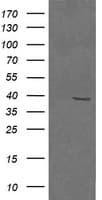 MAP2K3 / MEK3 / MKK3 Antibody (clone OTI5D3, Carrier-free)