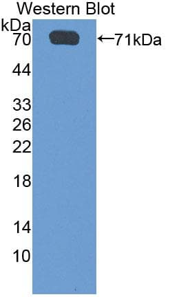 SGSH Antibody (aa21-389)