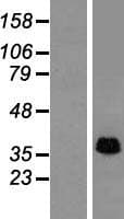 STOML2 Protein (Over-Expression Lysate Myc-DDK (Flag))