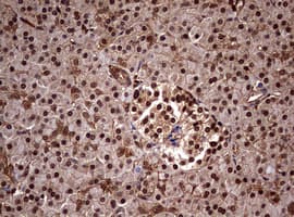 USP44 Antibody (aa420-712, clone OTI1A9)