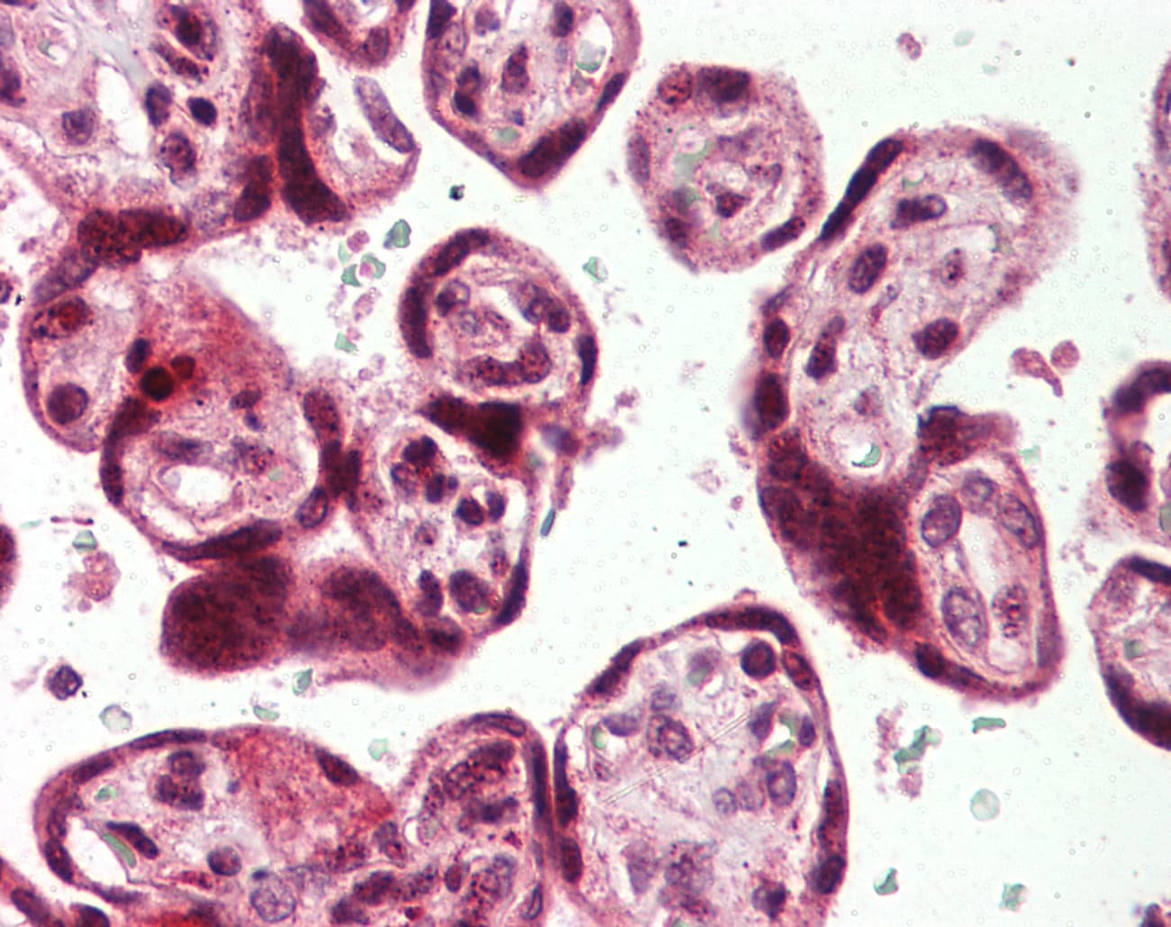 IHC-plus™ USP2 Antibody (C-Terminus)