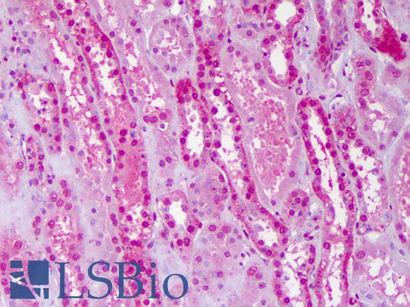IHC-plus™ PBX3 Antibody (clone 1A11)