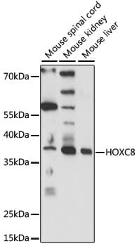 HOXC8 Antibody