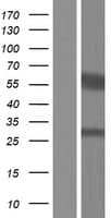 TSPAN9 Protein (Over-Expression Lysate Myc-DDK (Flag))