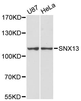 SNX13 Antibody