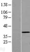 GMPR2 Protein (Over-Expression Lysate Myc-DDK (Flag))