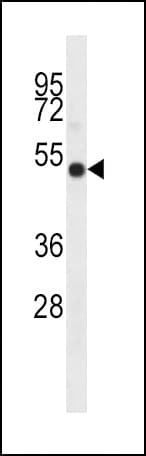 IDO2 / INDOL1 Antibody (aa267-295)