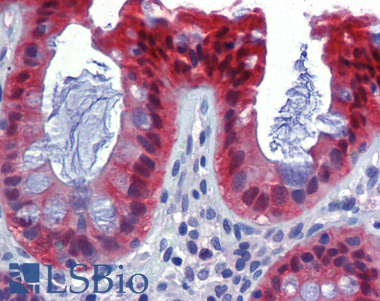 IHC-plus™ CASP7 / Caspase 7 Antibody (clone 10-1-62)