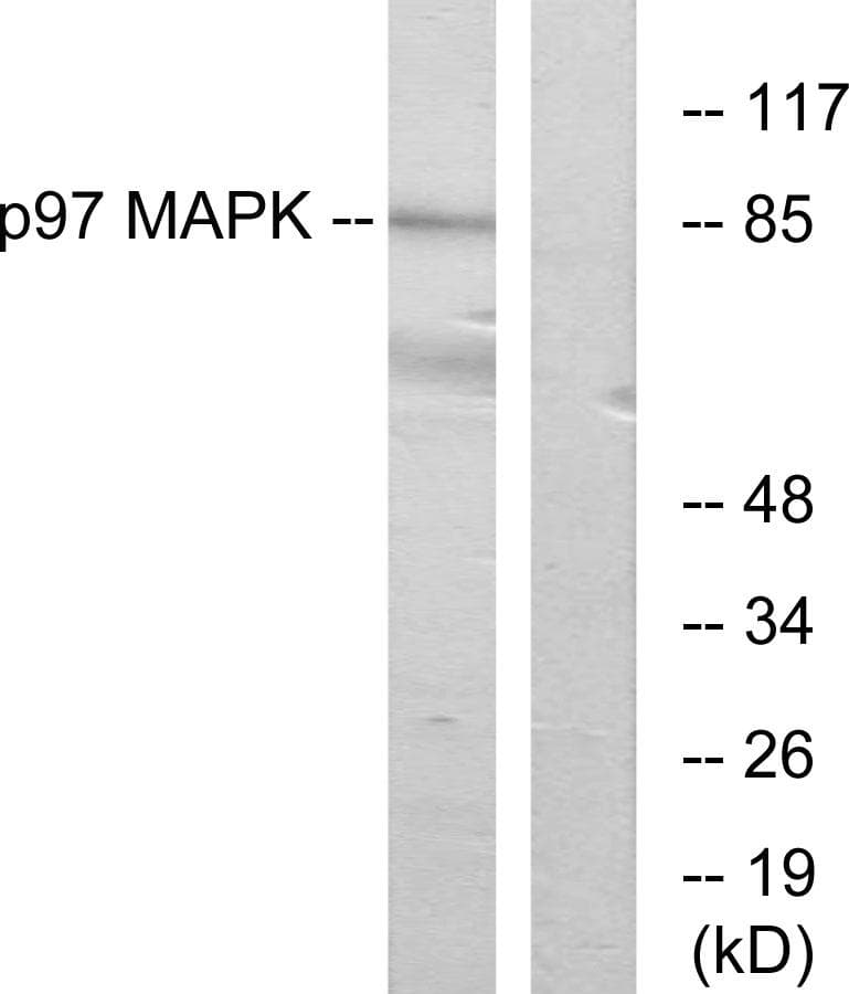 MAPK6 / ERK3 Antibody