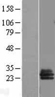 SLA2 / SLAP2 Protein (Over-Expression Lysate Myc-DDK (Flag))