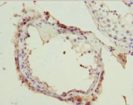 MRNP41 / RAE1 Antibody
