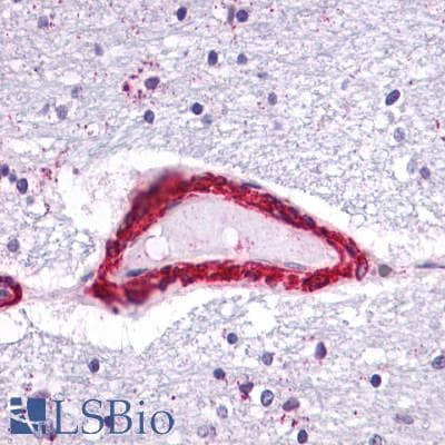 PathPlus™ APLNR/ Apelin Receptor / APJ Antibody (Cytoplasmic Domain)