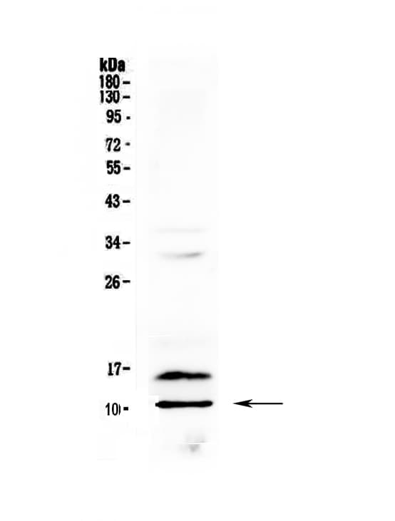 CXCL4 / PF4 Antibody