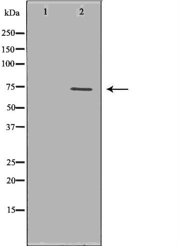 VCP Antibody