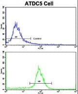 PRODH Antibody (aa130-155)