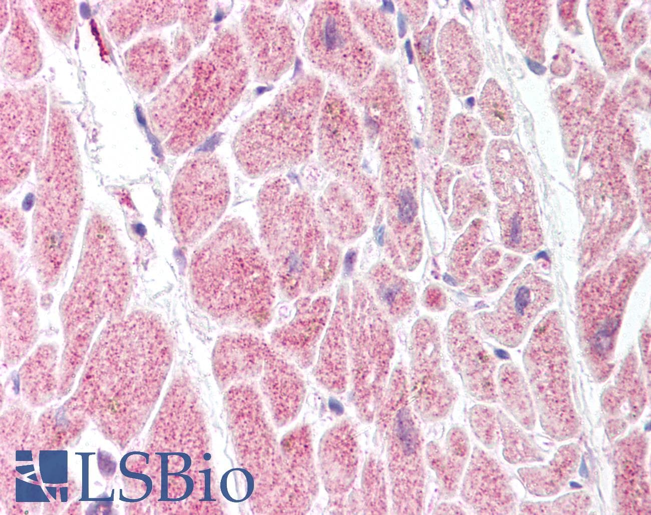 IHC-plus™ PGIS / PTGIS Antibody (aa475-490)