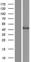 MAGT1 Protein (Over-Expression Lysate Myc-DDK (Flag))