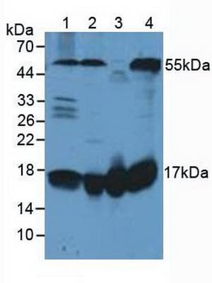 FIS1 Antibody (aa1-121, APC)