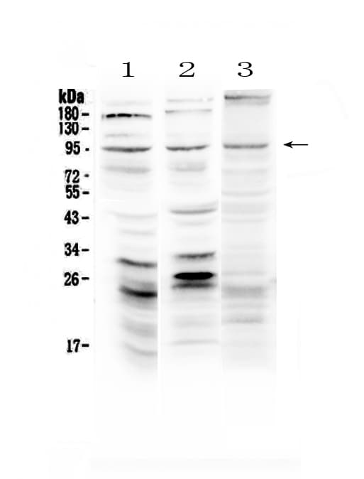 Polyclonal Rabbit anti-Human SEMA3A / Semaphorin 3A Antibody (WB)