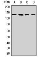 LRPPRC Antibody