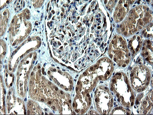 Monoclonal Mouse anti-Human IRF5 Antibody (clone OTI1G7, IHC, WB)