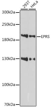 EPRS / PARS Antibody