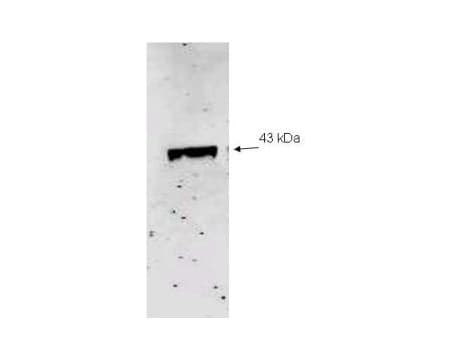 NEU2 / Sialidase 2 Antibody (aa100-125)