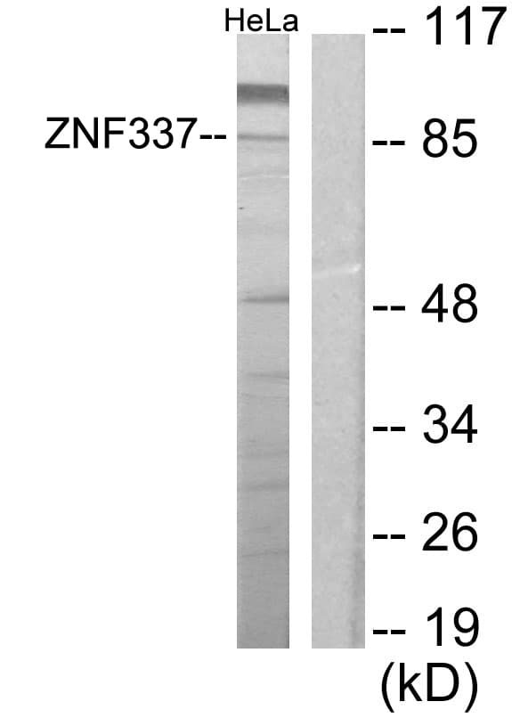 ZNF337 Antibody (aa471-520)