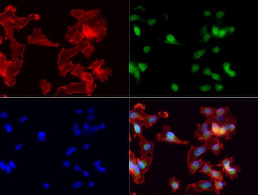 MLF1 Antibody (clone UMAB138)