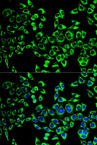 HSPD1 / HSP60 Antibody