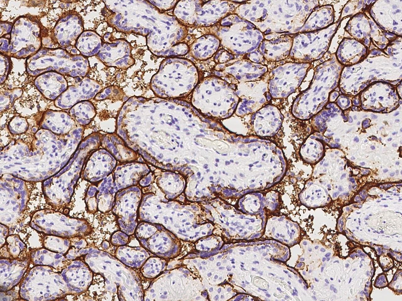 ALPI / Alkaline Phosphatase Antibody