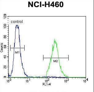 Polyclonal Rabbit anti-Human CCDC54 Antibody (aa91-119, IHC, WB)