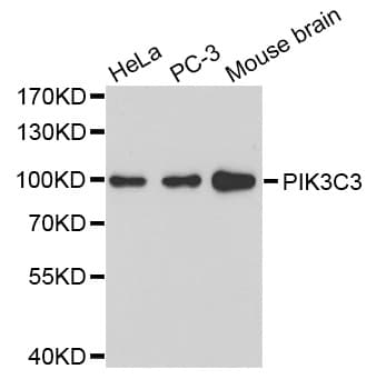 PIK3C3 / VPS34 Antibody