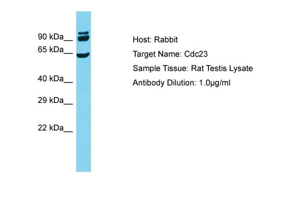 CDC23 Antibody (aa119-168)