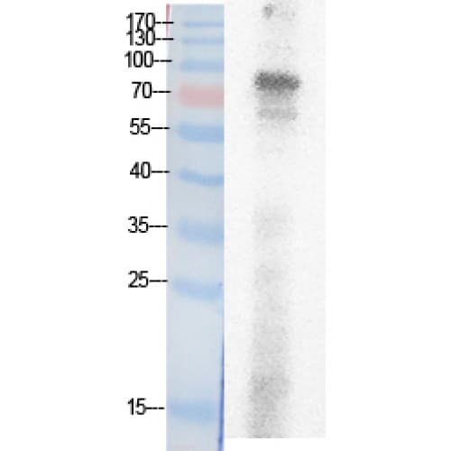 Ubiquitin Antibody (around the acetylation site of K29.)