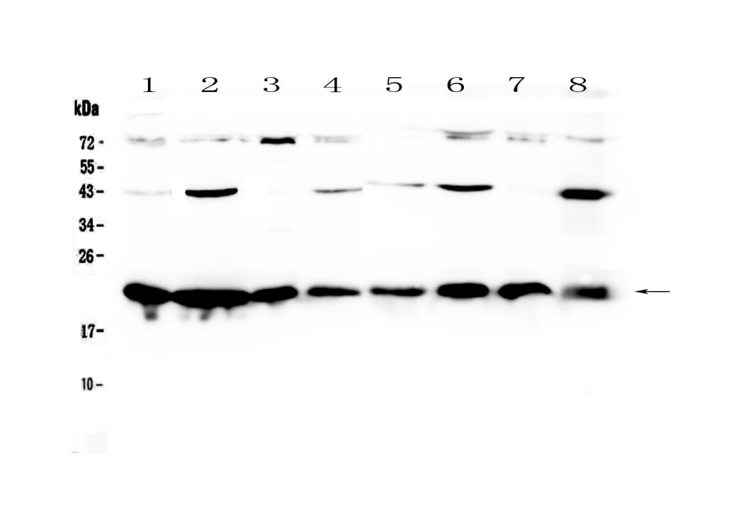 CBX3 / HP1 Gamma Antibody