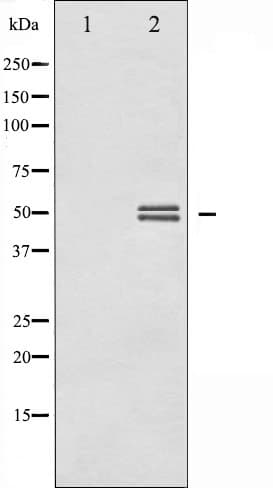 GSK3A / GSK3 Alpha Antibody (phospho-Tyr279,pTyr216)