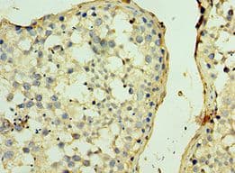 SPAG5 / MAP126 Antibody (aa1-300)