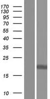 Human C17orf62 Protein (Over-Expression Lysate Myc-DDK (Flag))
