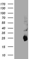 TIMP2 Antibody (clone OTI1D7, Carrier-free)